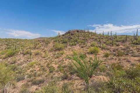 View of desert cactuses at Apache trail area Stock-Fotos