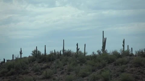 View of a desert landscape with cacti from a moving vehicle in Arizona in s.. Stock Footage 285080888