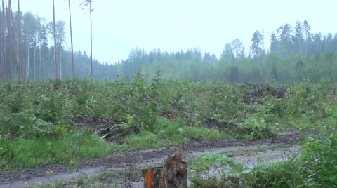 View of Destroyed Forest Stock Footage 47652082