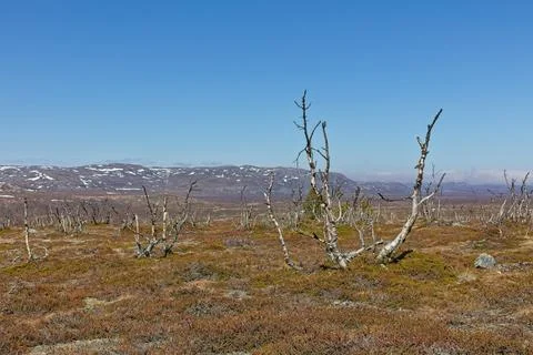 View of destroyed forest. Stock Photos