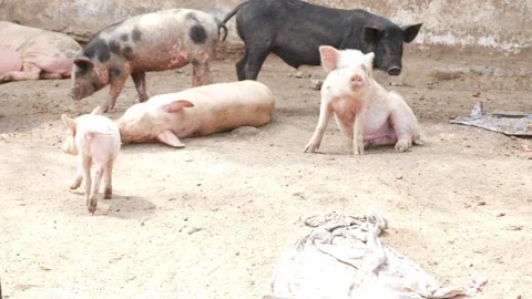 View of different colors piglets in pigsty, Pigsty view of piglets Vídeo Stock 147676245