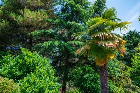 View of different green trees in park. Fir and palm tree together Stock Photos