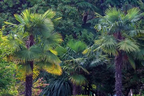 View of different green trees in park. Fir and palm tree together Stock Photos