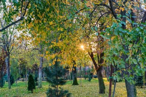View of different green trees in park. Fir and deciduous trees together Stock Photos