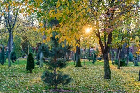 View of different green trees in park. Fir and deciduous trees together Stock Photos