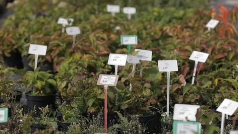 View of different seedlings in the greenhouse Stock Footage 122917617