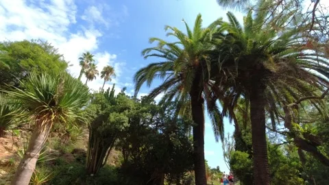 View of different species of palm trees in Jardí Botànic Marimurtra in Blanes Stock Footage 249756352