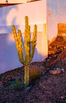 View of different types of cacti on the coast of Playa de las Americas, Tener Stock Photos