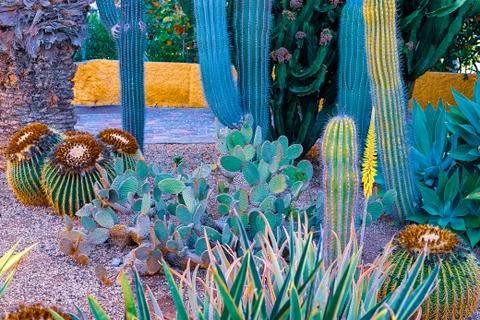 View of different types of cacti on the coast of Playa de las Americas, Tener Stock Photos