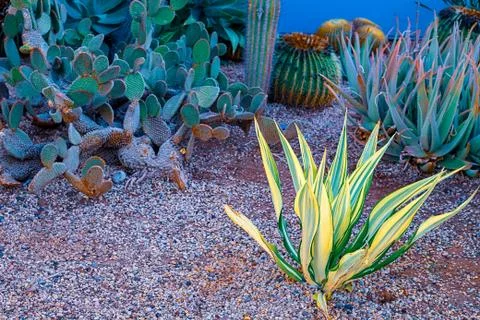 View of different types of cacti on the coast of Playa de las Americas, Tener Stock Photos