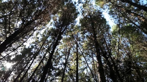 View directly from below of a beautiful pine forest with trunk motion by wind Stock Footage 102240053