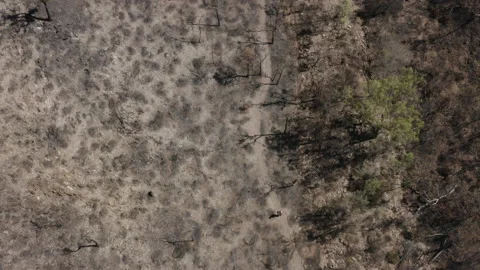 View directly overhead of a person running Stock Footage 190909997