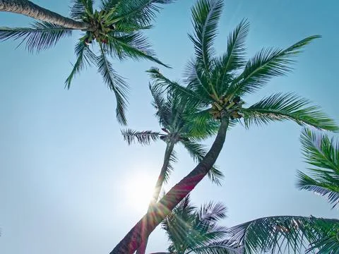 View Directly Under Coconut Trees with Sun Flare Against Clear Blue Sky Stock Photos