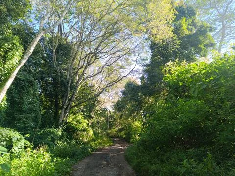 A view of a dirt path surrounded by lush green trees in the morning sun. 스톡 사진