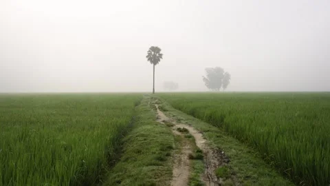 View of a dirt path through green fields in the fog, Bangladesh. Stock Footage 335597504
