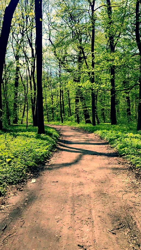 View dirt road growing trees fresh bright green foliage bushes grass Vertical Stock Footage 301679220
