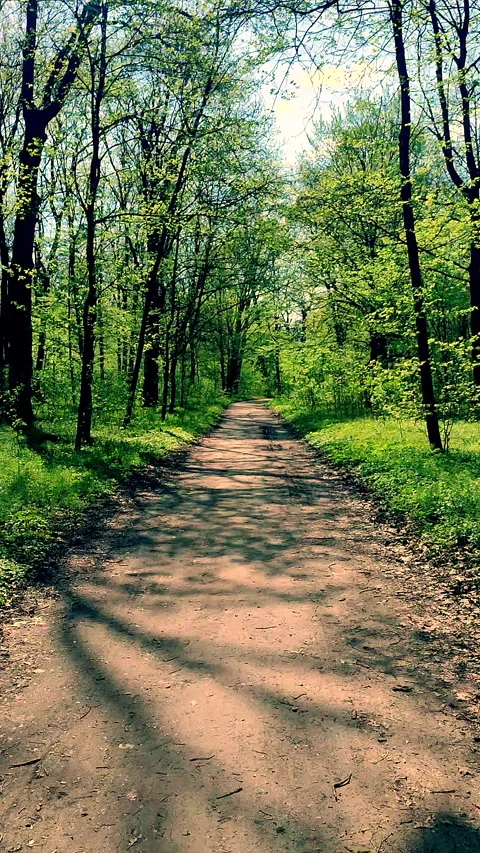 View dirt road growing trees fresh bright green foliage bushes grass Vertical Stock Footage 301679239