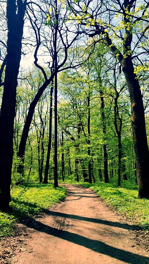 View dirt road growing trees fresh bright green foliage bushes grass Vertical Stock Footage 301905283