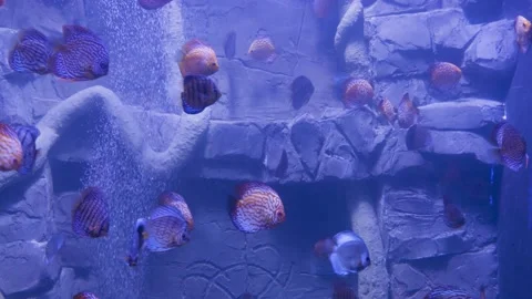 View of discus fish swimming in planted aquarium. Tropical fishes Stock Footage 140779564