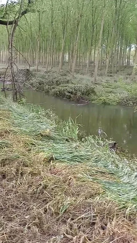 View of a ditch Stock Footage 307100712