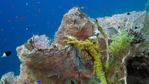 The view of a diver exploring a colorful reef, Red sea, Egypt Stock Footage