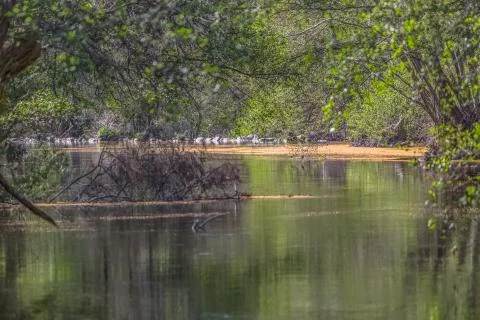 View of Do river, with trees, rocks and vegetation on the banks Stock Photos