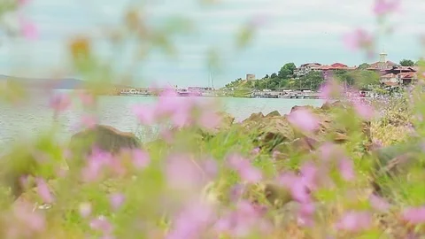View of the dock through flowers 動画素材 78069058