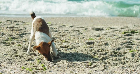 The view of the dog digging the pit in the sand on the beach. Stock Footage 85473958