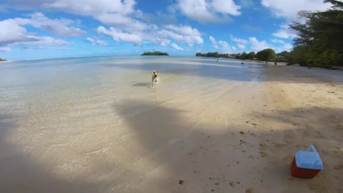 View of dog happily running playing around and a cooler on the beach in shallow  Stock Footage 253461075