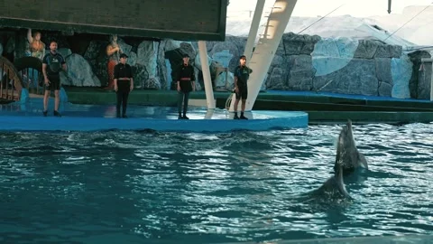 View of Dolphin show at the Dolphin Park in kish island -iran Stock Footage 307607710