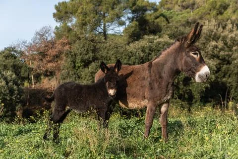 View of a donkey with calf outdoors in nature. Stock Photos