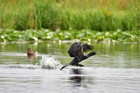 A view of double-crested cormorant taking off from the water. Stock Photos