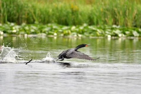 A view of double-crested cormorant taking off from the water. Stock Photos