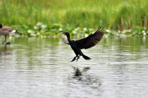 A view of double-crested cormorant touching down on the water. Stock Photos