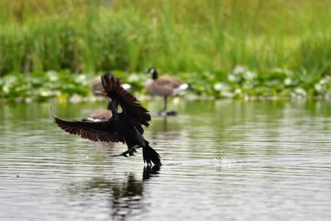 A view of double-crested cormorant touching down on the water. Stock Photos