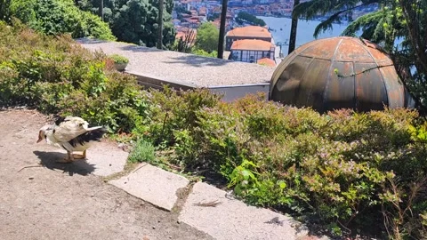 View of the Douro River from the Crystal Palace Park in Porto, Portugal. A walki Stock Footage 285606295