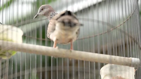 View of a dove in a cage Stock Footage 263697892