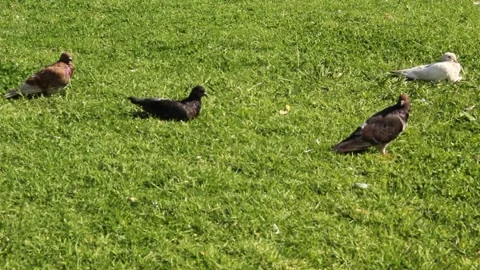 View of the doves on the lawn Stock Footage 242048057