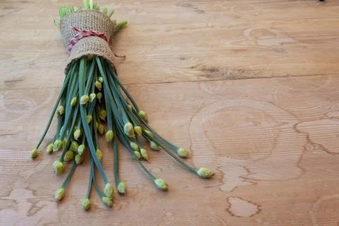 View down a bunch of budded chive leaves bound in burlap and twine Stock Photos