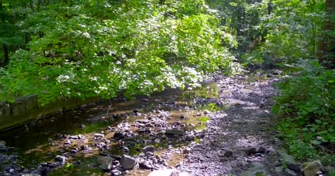 View down the Green Forest with small creek. 4K Stock Footage 139111628