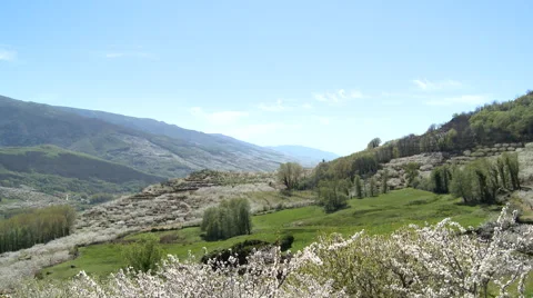View down the green valley full of cherry tree plantations Stock Footage 49626729