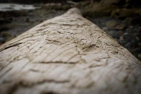A view down a long driftwood tree by the beach Foto stock