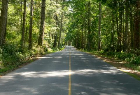 A view down the middle of a tree lined rural road Foto stock