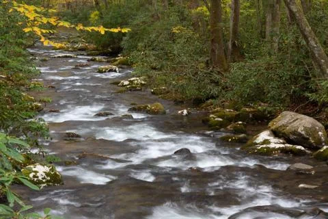 View down rushing mountain stream with autumn leaves and rhododendrons Stock Photos