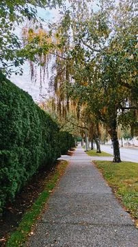 View Down Suburban A Tree And Hedge Lined Sidewalk Stock Photos
