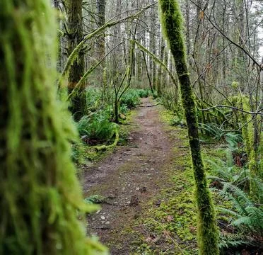 A view down a trail in a moss covered forest Stock Photos