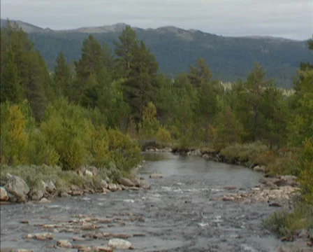 View downstream creek streaming in glacial mountainous landscape, pine forest Stock Footage 37149784