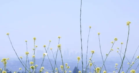 View of Downtown LA via Griffith Park flowers Stock Footage 107494329
