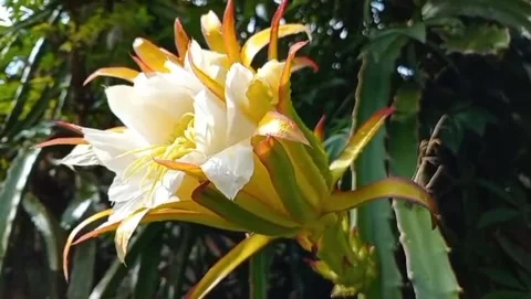 The view of the dragon fruit flower appears to be blooming with white petals. Stock Footage 321054346