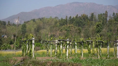 View of dragon fruit plants on a farm in the mountains, Nepal. Stockbeeldmateriaal 335606879
